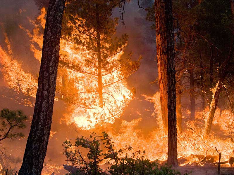 A tree in a forest fire alight.